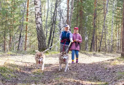 Прогулка с хаски